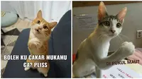 Meme Kucing Gambarkan Ekspresi Kesal Ini Bikin Gemas. (Sumber: Twitter/@itsnumhr)