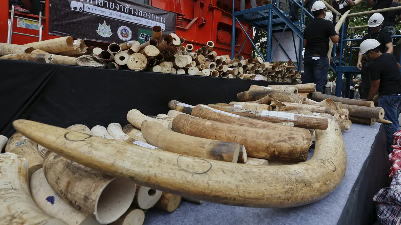 20150826-Thailand Bakar 2 Ton Gading Gajah-Thailand