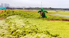 Seorang pemuda berjalan di pantai yang tertutup ribuan ton ganggang di Qingdao, Provinsi Shandong, China, 22 Juli 2015. Fenomena alam yang ekstrem ini memang sudah menjadi agenda tahunan sejak 2007 silam di pantai tersebut. (AFP PHOTO CHINA OUT)