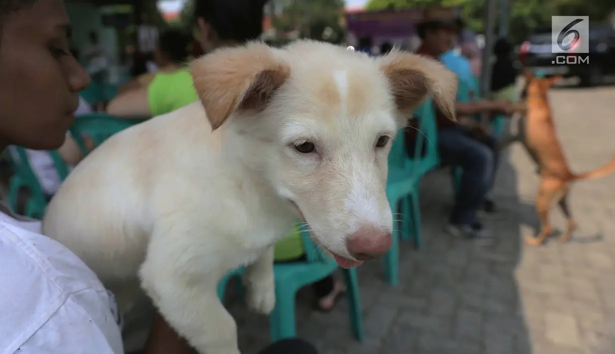 Warga antre saat akan melakukan vaksin terhadap anjing peliharaannya di perumahan Jakarta Timur, Rabu (3/10). Sampai September 2018 Jakarta Timur telah melakukan vaksinasi terhadap 95 persen hewan dari target 5.600 ekor. (Merdeka.com/Imam Buhori)