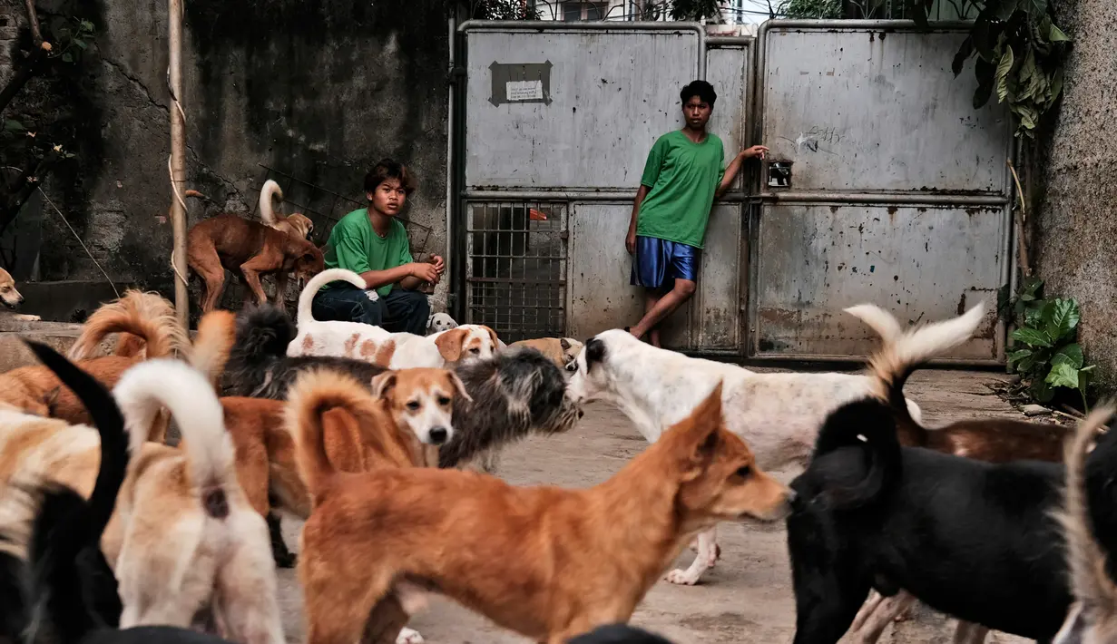 Seorang pekerja berdiri di gerbang Pejaten Shelter, rumah bagi lebih dari 1.400 anjing, di Jakarta, Kamis (2/7/2020). Banyak anjing diselamatkan dari jalan, dan beberapa juga diselamatkan dari tukang daging yang menjual daging anjing. (AP Photo/Dita Alangkara)