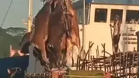 Tangkap layar video angkut sapi menggunakan Crane di Pelabuhan Samarinda. (Liputan6.com)