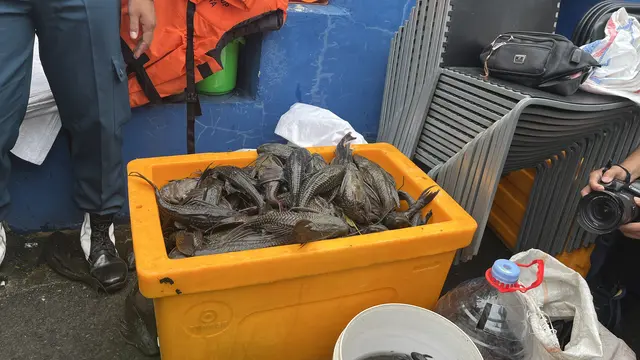 Ikan Sapu-Sapu