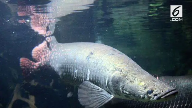 Masudin, warga Jombang mengaku memelihara lima ekor ikan arapaima. Ikan air tawar terbesar di dunia itu telah ia rawat sejak tahun 2013.