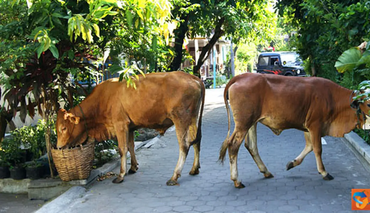 Citizen6, Karanganyar: Sapi tanpa didampingi pemiliknya tersebut berjalan dan mencari makanan dari tempat sampah warga. (Pengirim: Alvein Damardanto)