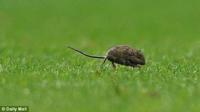cara pembagian porogapit ratusan Ratusan Hektar Sawah di Magetan Terserang Hama Tikus 