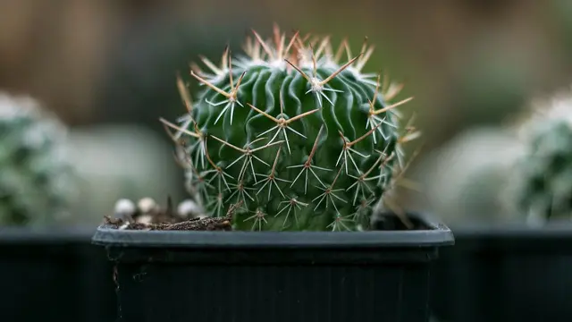 Kaktus