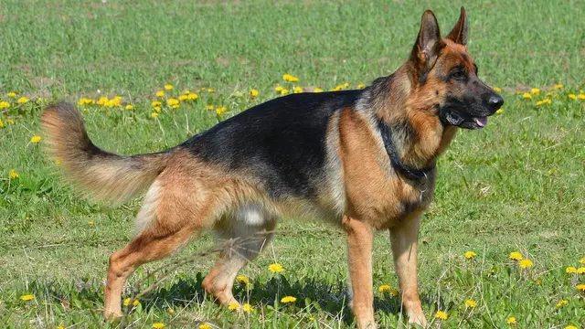 German Shepherds