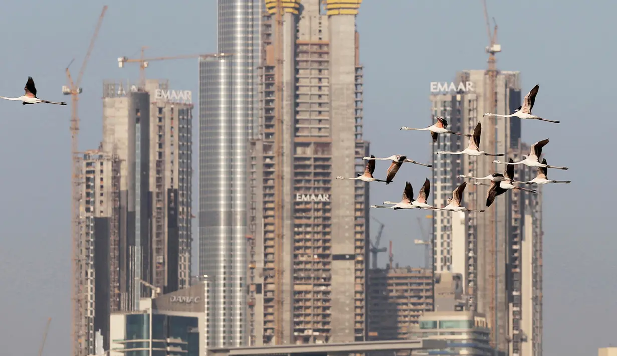 Burung flamingo terbang bermigrasi melewati gedung tertinggi di dunia, Burj Khalifa di Dubai, Uni Emirat Arab (28/1). Meski terdiri dari gedung-gedung mewah, pemerintah Dubai tetap menjaga habitat burung flamingo. (AP Photo / Kamran Jebreili)