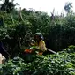 Panen tomat saat pagi hari di Kebun Kamtibmas, kawasan Putabangun, Kabupaten Kepulauan Selayar, Sulsel. (Liputan6.com/Eka Hakim)