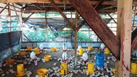 Ayam di peternakan "Rudy Jaya Farm" menggunakan pakan pengganti antibiotik yang membuat ayam tidak nafsu makan. (Liputan6.com/Fitri Haryanti Harsono)