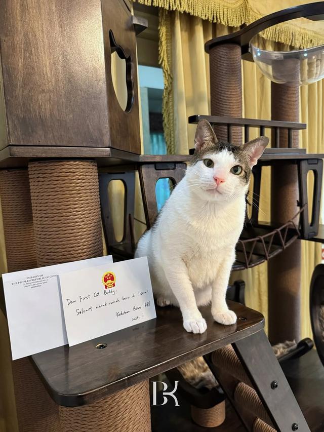 Rumah Bobby Kertanegara Kucing Prabowo