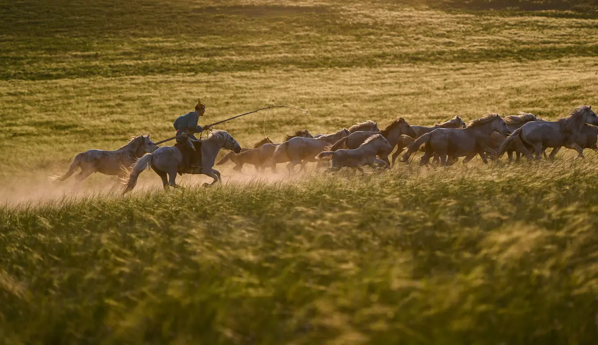 Seorang penggembala menangkap kuda dengan laso dalam atraksi budaya di sebuah pusat pembiakan kuda di Wilayah Ujimqin Barat, Xilin Gol, Daerah Otonom Mongolia Dalam, China utara, pada 31 Juli 2020. (Xinhua/Peng Yuan)