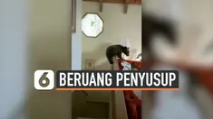 Seekor induk beruang dan dua anaknya masuk ke sebuah rumah yang berada di Homewood, California. Sebelum akhirnya diamankan oleh sukarelawan dari Bear League