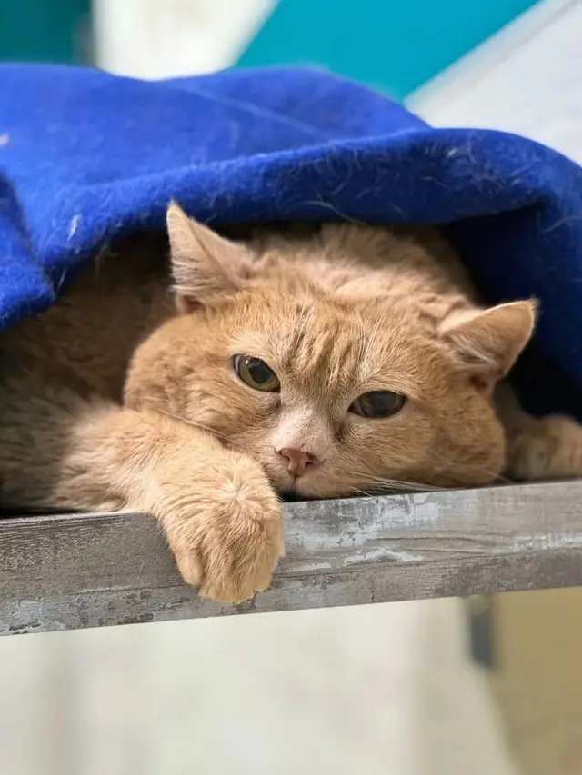 Kroshik Si Kucing Tergemuk di Dunia Mati Saat Berjuang Turunkan Berat Badan
