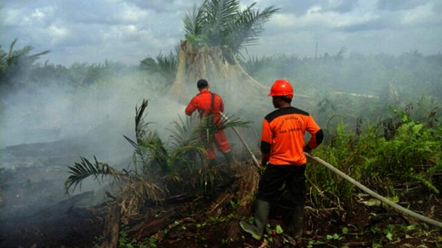 Perambah Hutan Leluasa Kebakaran Kepung Taman Nasional Di