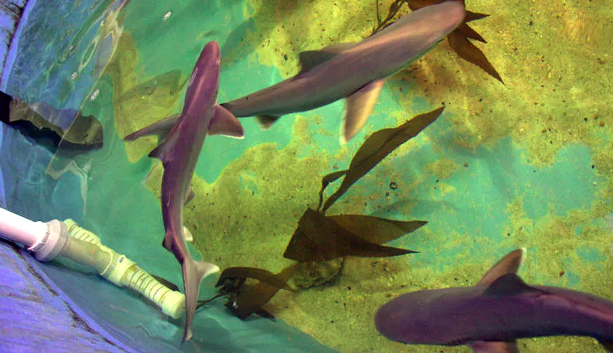 Sebuah kolam yang dipenuhi ikan hiu ditemukan di ruang bawah tanah sebuah rumah di LaGrangeville, New York, 23 Agustus 2017. Kolam itu berisi 7 hiu pasir, 2 hiu macan tutul dan 1 hiu martil. (New York State Department of Environmental Conservation via AP)