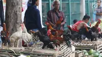 Pedagang tengah menjual ayam kampung di Jakarta, Selasa (12/6). Para pedagang ayam musiman tersebut menjual ayam dengan kisaran harga 100 ribu hingga 250 ribu untuk kebutuhan ayam potong lebaran. (Liputan6.com/Angga Yuniar)