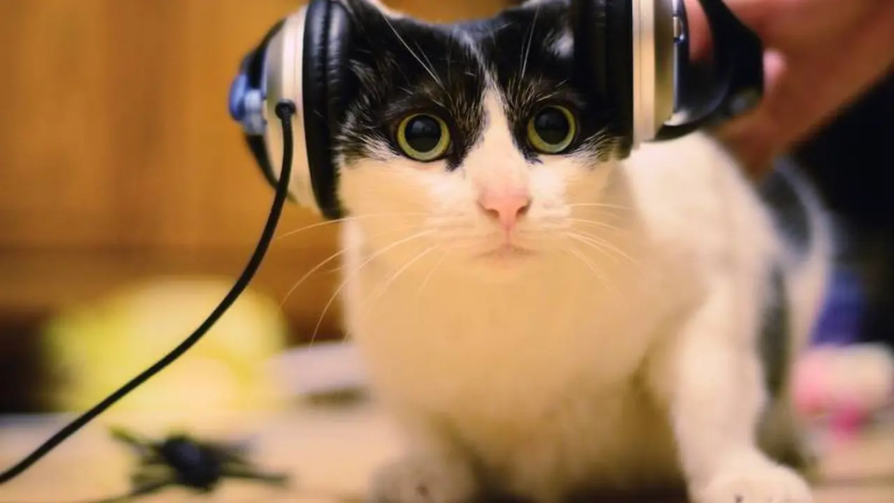 Alunan Musik Indah Ini Ternyata Dibuat Khusus Untuk Kucing