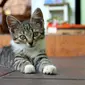 Kuku kucing rumahan perlu dipotong secara rutin agar cakarnya tidak menyakiti diri sendiri ataupun pemiliknya. (Foto: Pixabay/Alicia)