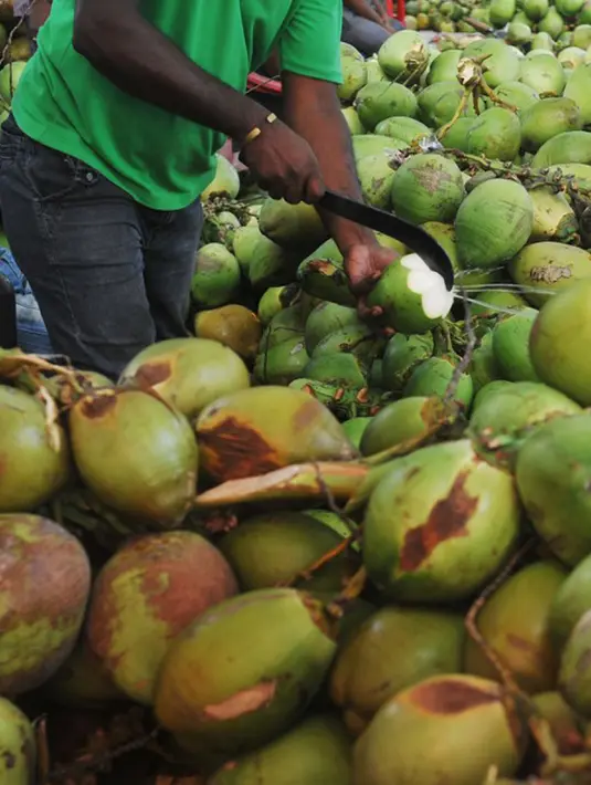 Kandungan air yang terdapat pada air kelapa mencapai 95 % dan baik dijadikan minuman untuk mencegah dehidrasi. Selain itu, Kandungan elektrolit pada air kelapa muda berguna untuk mengatasi dehidrasi pada tubuh anda dengan tepat. (AFP Photo)