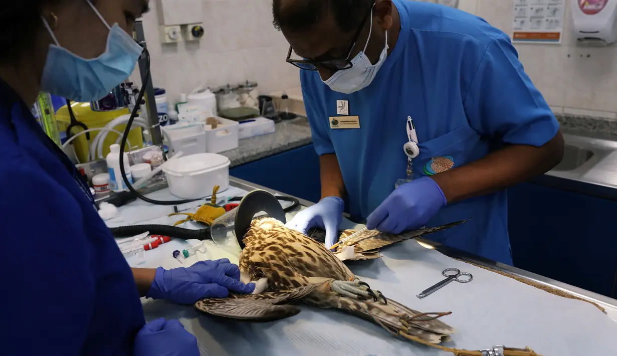 Seekor elang menerima perawatan medis oleh dokter di Rumah Sakit Falcon Abu Dhabi, Abu Dhabi, uni Emirat Arab, 28 April 2019. Burung-burung elang tersebut lebih dari sekadar hewan peliharaan bagi pemiliknya. (REUTERS/Christopher Pike)