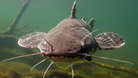 9 Jenis Ikan Invasif di Indonesia Selain Ikan Sapu-Sapu, Ancaman Bagi Ikan Lokal