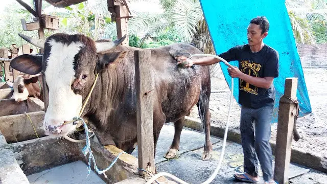 Sapi metal sumbangan Jokowi untuk warga Sulawesi Barat (Fauzan/Liputan6.com)