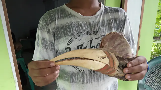 Paruh Rangkong