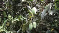 Segudang Manfaat Pohon Mangga, Dari Kesehatan hingga Lingkungan