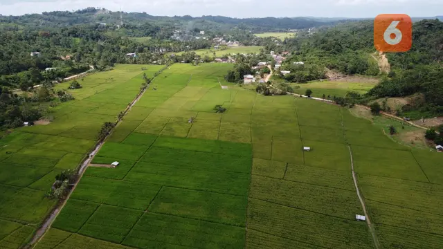 Persawahan Kutai Kartanegara