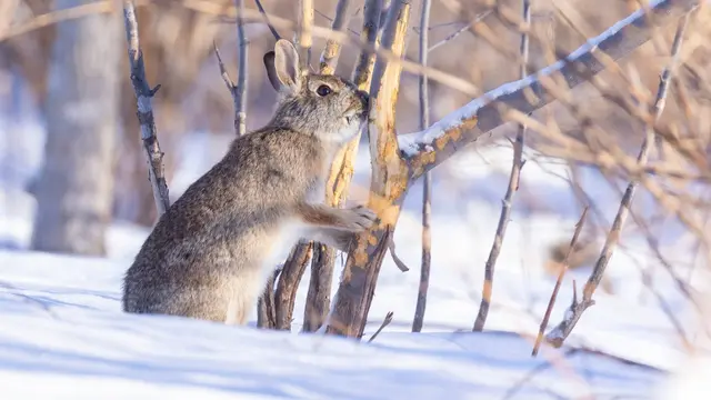 5. Kelinci (Leporidae)