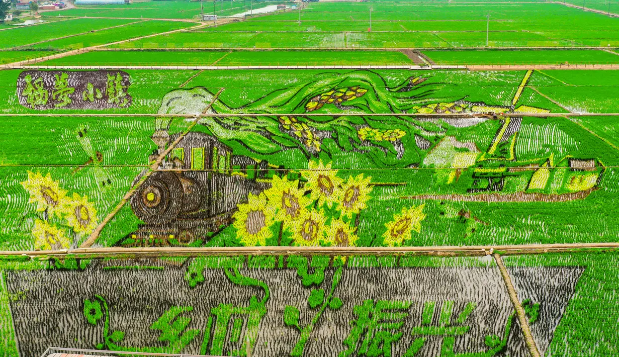 Setiap tahun petani di Shenyang, membuat sawah mereka menjadi sebuah karya seni yang berwarna-warni yang dapat menarik wisatawan ke tempat tersebut. (STR / AFP)