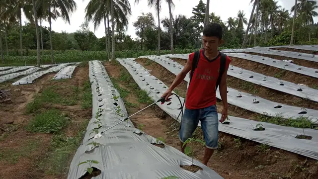 Petani Cabai