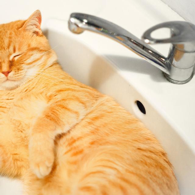 Fakta Di Balik Kucing Oren Yang Ramai Dibicarakan Di Sosmed Ragam Bola Com