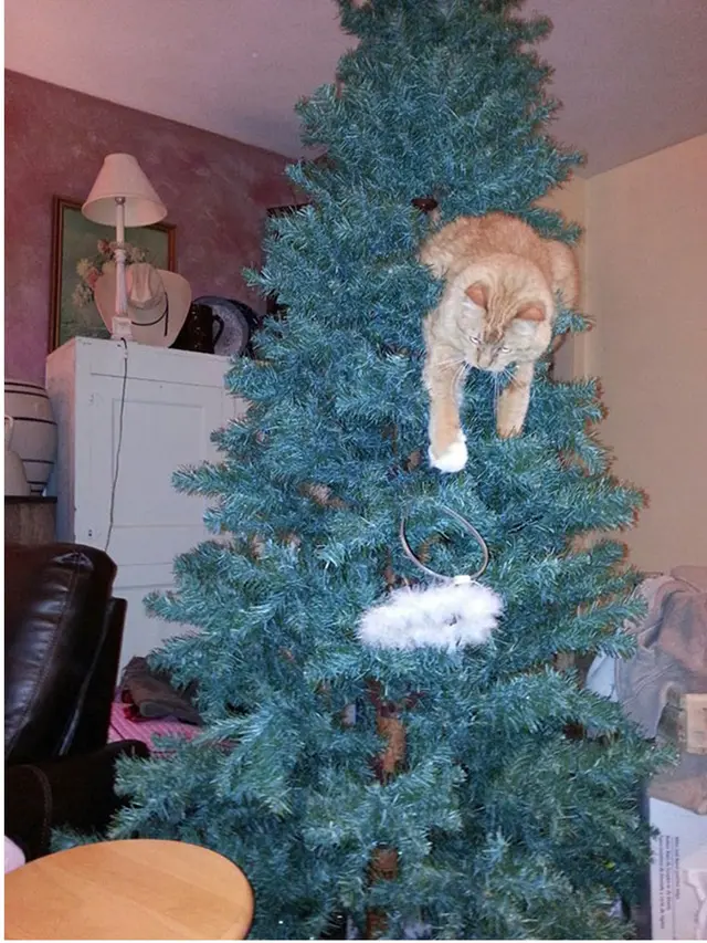8 Potret Tingkah Kucing Merusak Pohon Natal, Bikin Tepuk Jidat