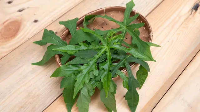 Di Balik Rasanya yang Pahit, Ternyata Daun Pepaya Memiliki Ragam Khasiat yang Baik Buat Tubuh! Apa Saja Ya?