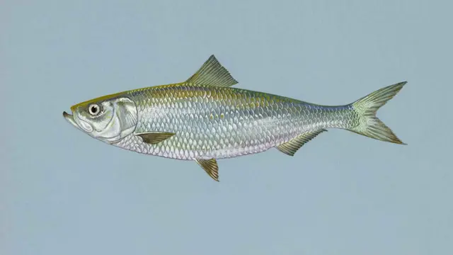 [Bintang] Ikan haring