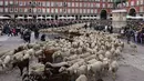 Sekawanan domba digiring melintasi Plaza Mayor, Madrid, Spanyol, Minggu (23/10/2022). Suara mengembik dan lonceng sekitar 1.200 domba dan 200 kambing mengambil alih pusat kota Madrid. (AP Photo/Paul White)