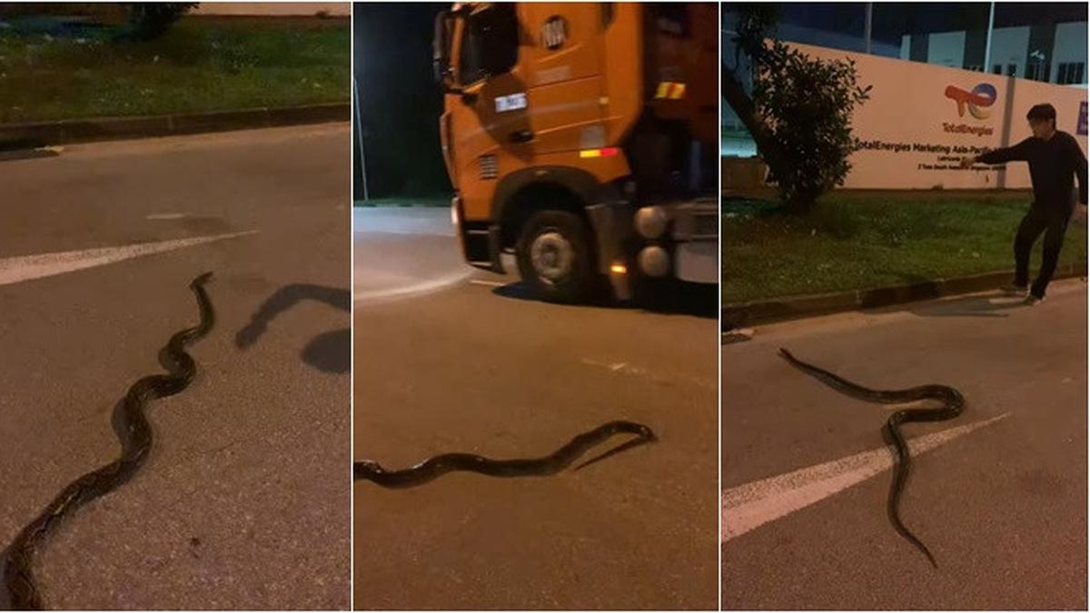 Aksi Berani Pria Arahkan Piton Sebrangi Jalan, Selamatkan dari Dilindas Kendaraan