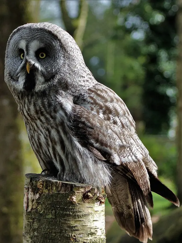 Jenis Burung Hantu Paling Populer