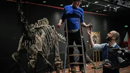 Pakar asal Italia merakit kerangka dinosaurus, Diplodocus sebelum mulai dilelang di Balai lelang Drouot, Paris, Jumat (6/4). Dua fosil hewan purbakala tersebut akan dilelang pada 11 April mendatang. (STEPHANE DE SAKUTIN/AFP)