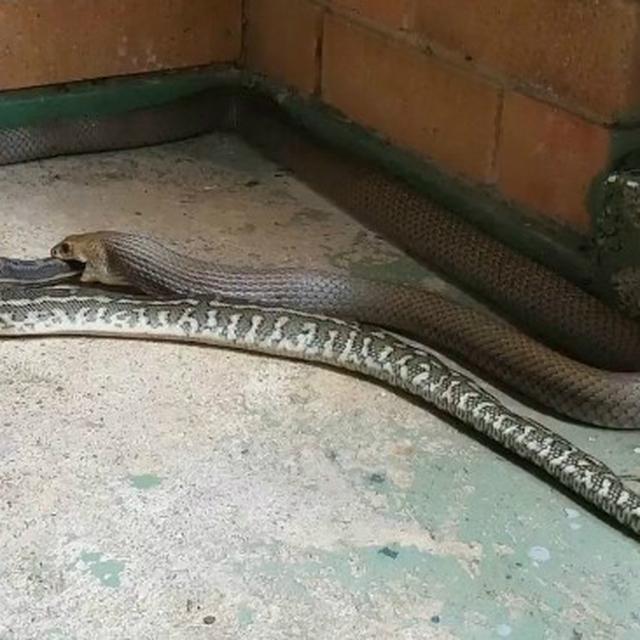 Video Detik Detik Ketika Ular Memangsa Ular Global Liputan6 Com