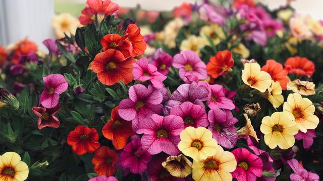 10 Jenis Tanaman Hias Bunga Dalam Pot Mudah Merawatnya Hot Liputan6 Com
