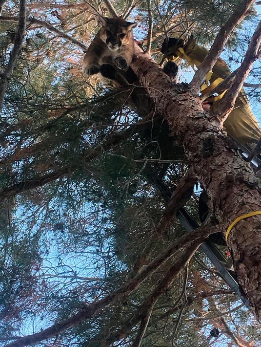 Petugas mengevakuasi singa gunung dari atas pohon di sebuah rumah di San Bernardino, California, 16 Februari 2019. Singa yang terjebak di pohon itu ditidurkan melalui dengan cara dibius. (Rick Fischer/California Department of Fish & Wildlife via AP)