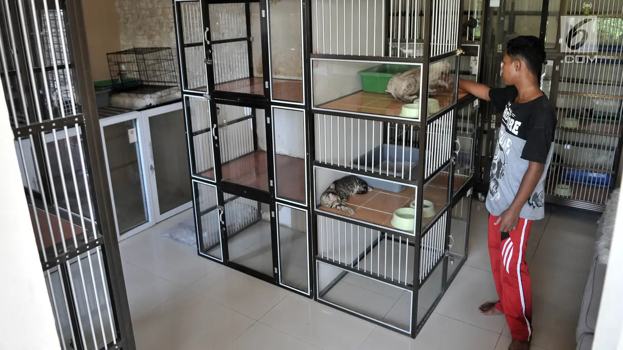 Jelang Lebaran, Hotel Kucing Ramai Dititipi Calon Pemudik