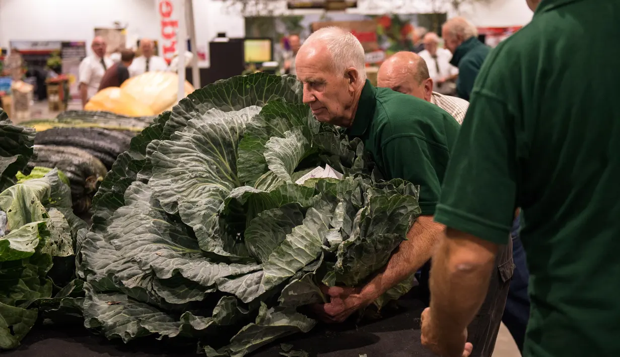 Juri mengangkat kubis raksasa saat kompetisi sayur di Great Yorkshire Showground, Harrogate, Inggris, Jumat (16/9). Aneka sayur dengan ukuran besar dihadirkan dalam kompetisi tersebut. (AFP PHOTO/Oli Scarff) 