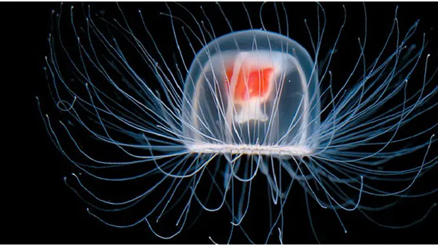 (c) synapsebristol.blogspot.com