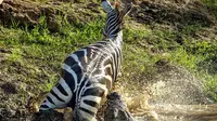 Seekor Zebra ini melakukan aksi yang luar biasa bikin sang predator jadi ketakutan.