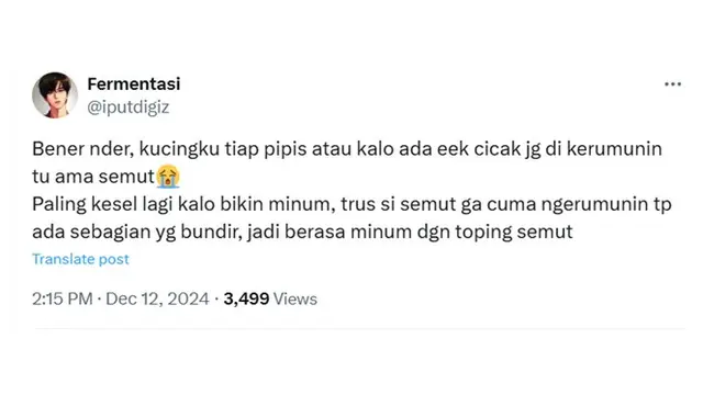 6 Cuitan Netizen tentang Semut di Rumahnya Ini Kocak, Ada-ada Saja yang Dibahas
